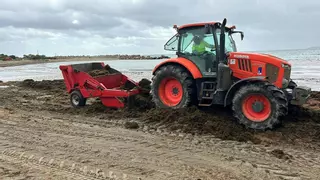 La Mancomunidad Occidental recibe en mes y medio más de 4.200 toneladas de algas de las playas