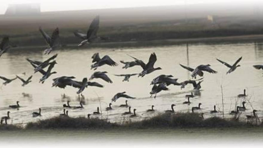 Avanza la aridez, peligran especies de anfibios y cambian los hábitos de las aves