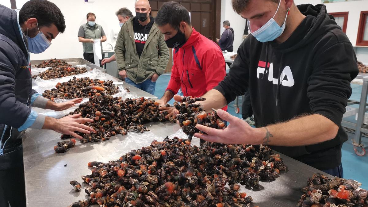 La subasta del percebe de Cangas el día en que alcanzó los 250 euros euros el kilo.