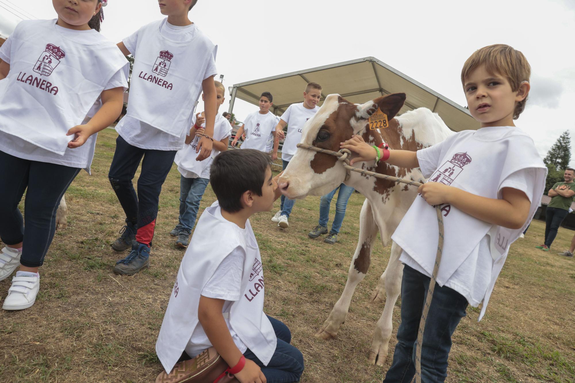 Los jóvenes de Llanera aprenden a manejar el ganado