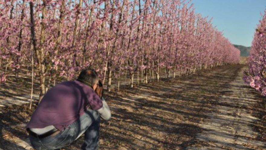 La Floración en Cieza