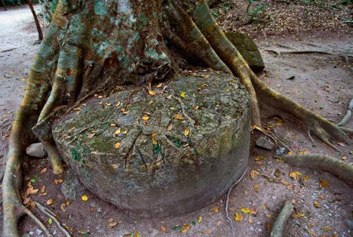 Las raíces de un ceiba