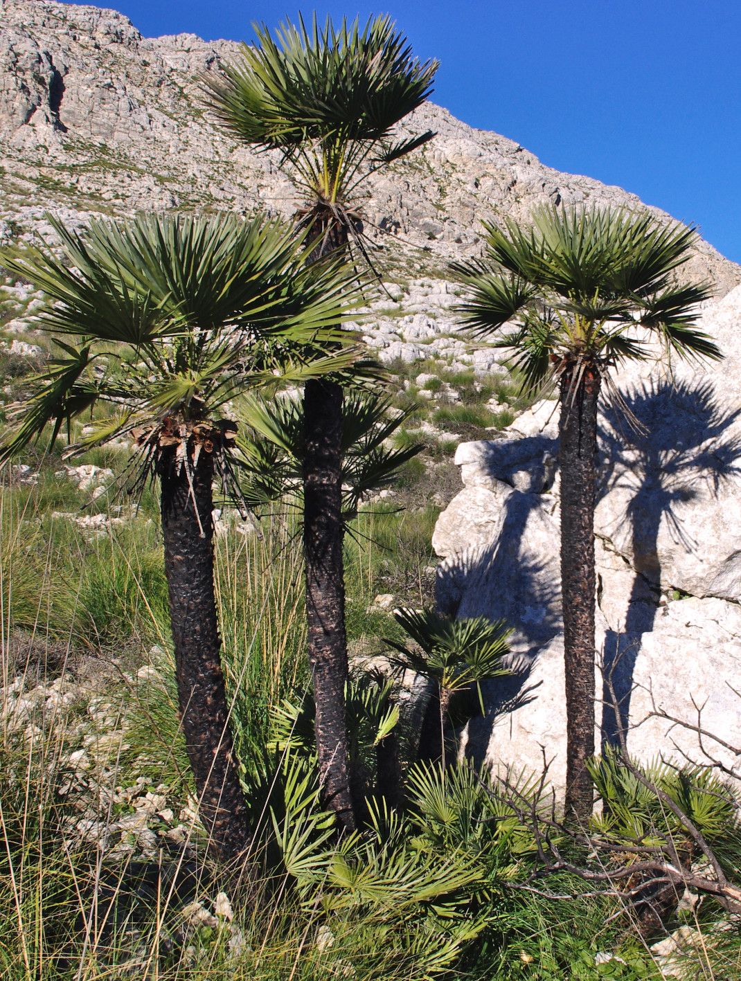 Chamaerops humilis.jpg