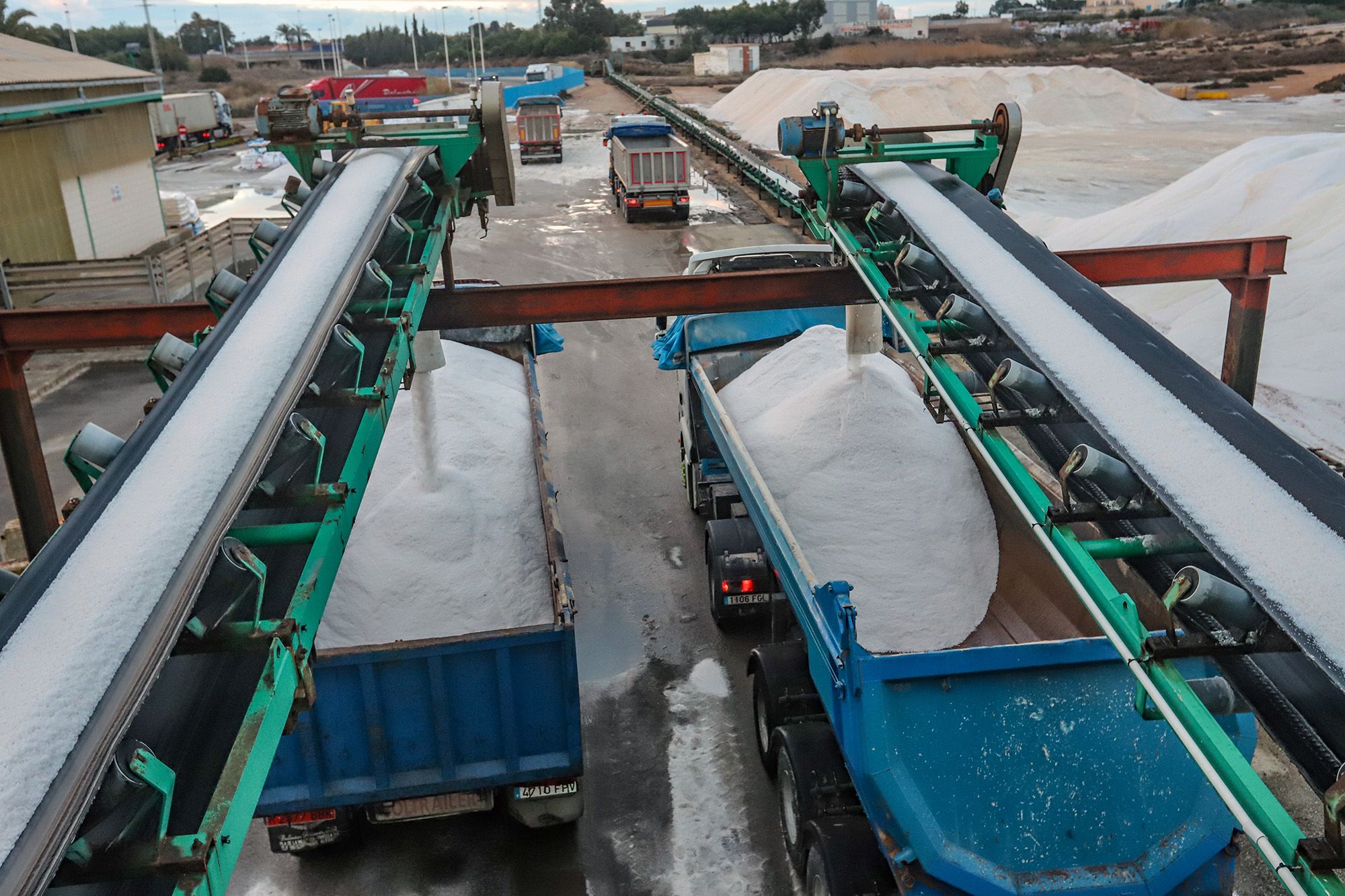 Camiones cargando sal, hoy, en la industria salinera de Torrevieja