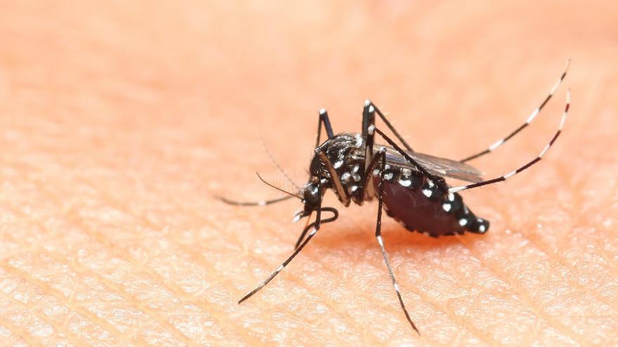 &#039;Aedes albopictus&#039;, conocido coloquialmente como mosquito tigre.