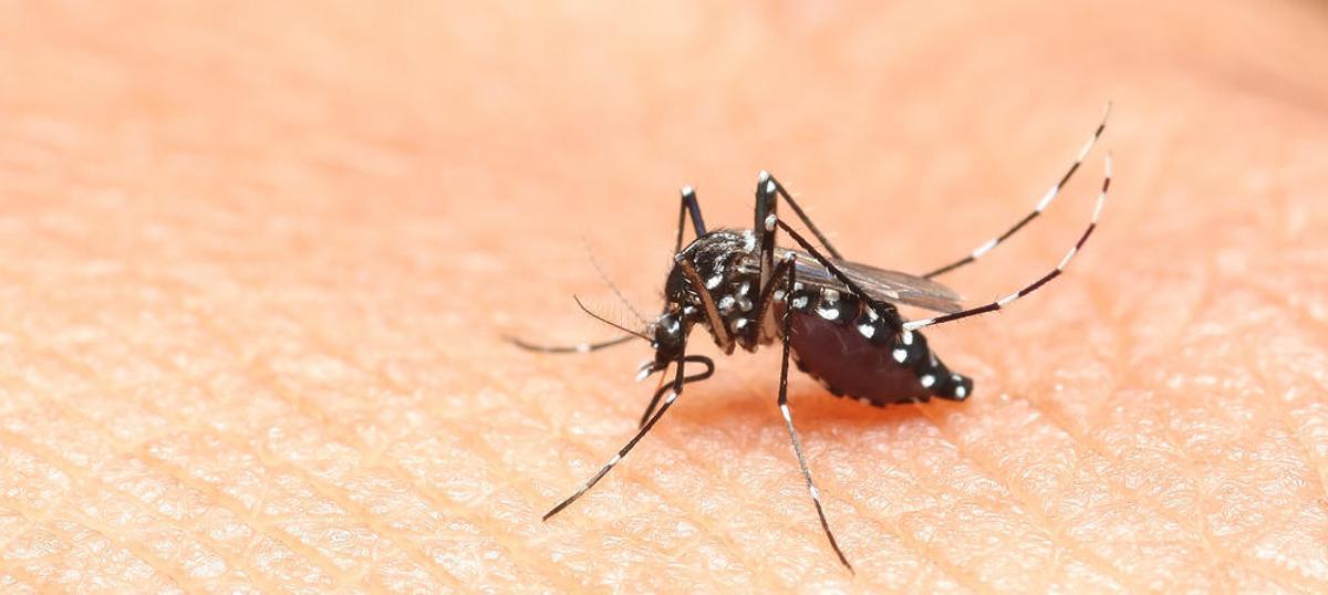 'Aedes albopictus', conocido coloquialmente como mosquito tigre.