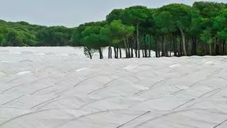 Los ecologistas denuncian la falta de ejecución del 'plan de la fresa' de Doñana diez años después de su aprobación