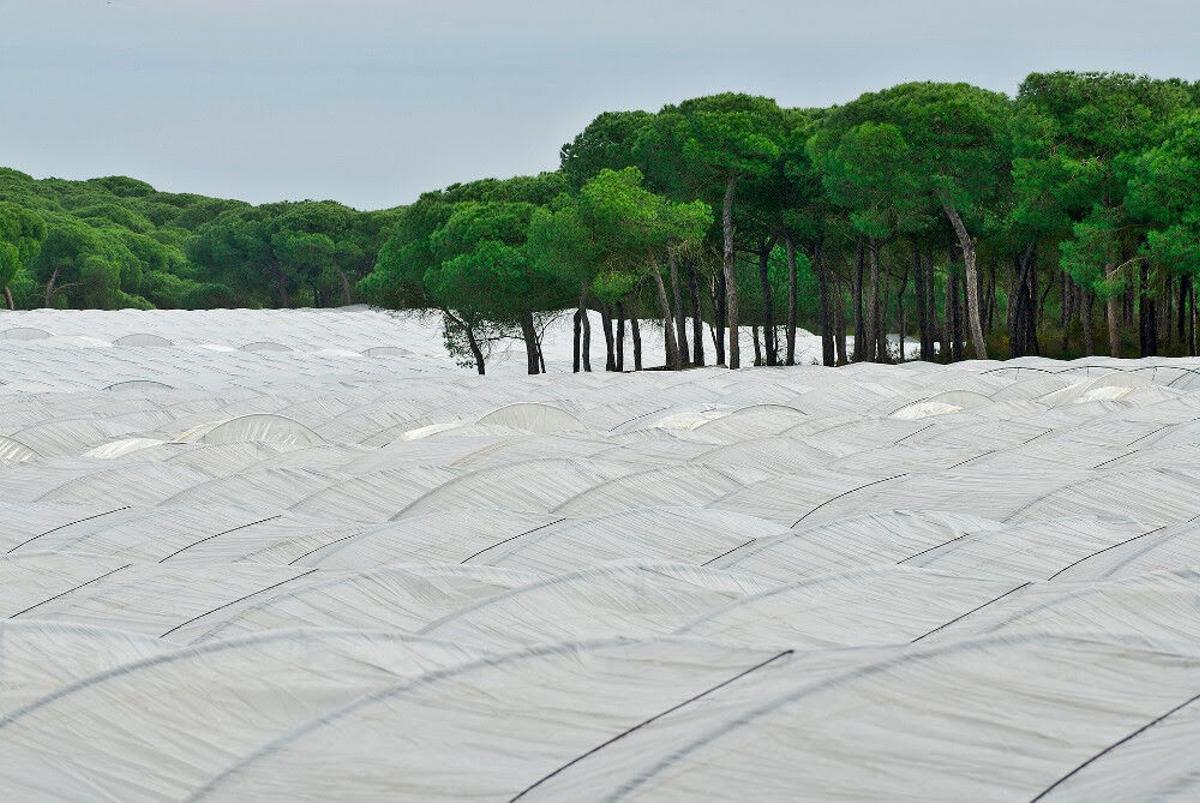 La Junta defiende el nivel de ejecución del Plan de Ordenación de los Regadíos de Doñana frente a las críticas por los retrasos de la ONG WWF.