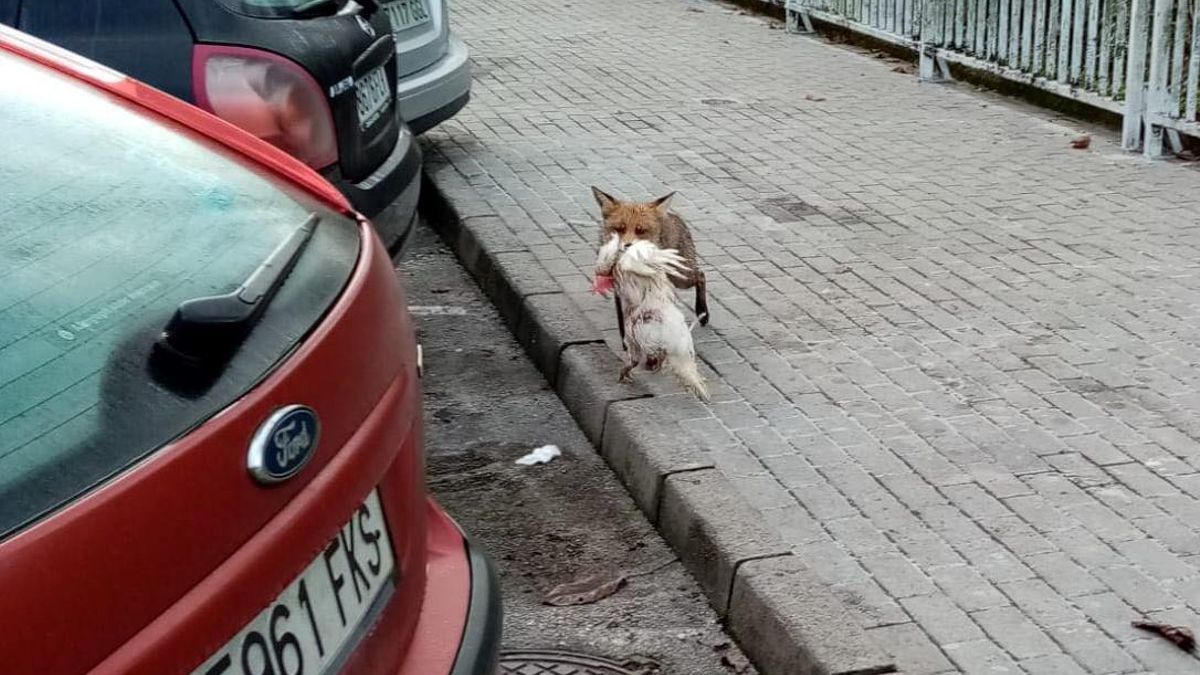 El raposu, con su presa.