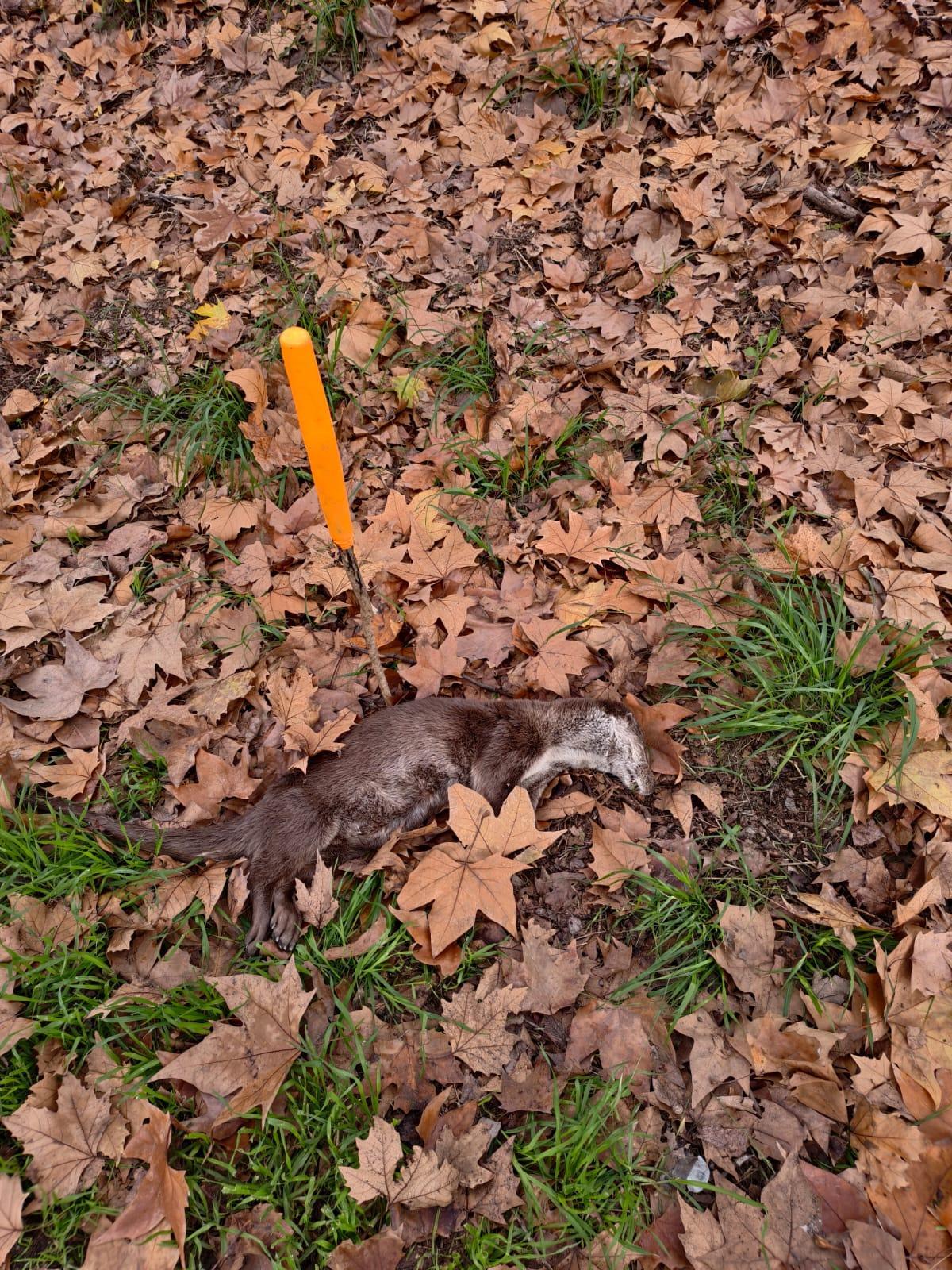 Imagen del animal fallecido.