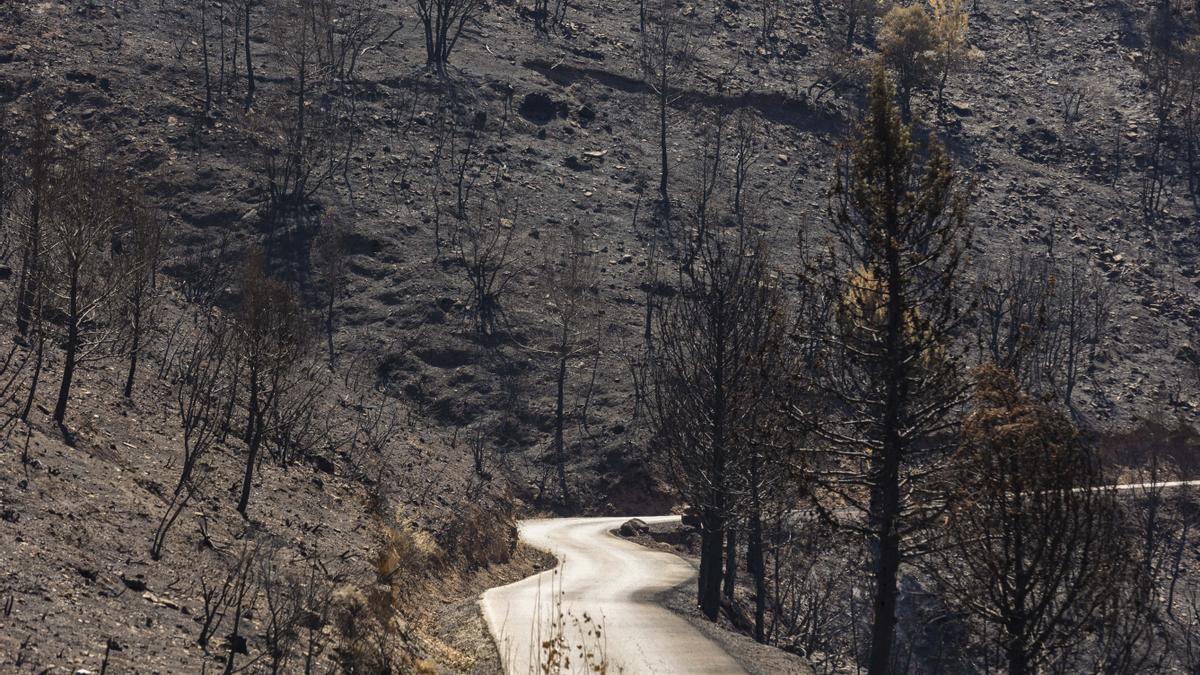 Carretera que une Arteas de Abajo con Arteas de Arriba tras el incendio de Bejís.