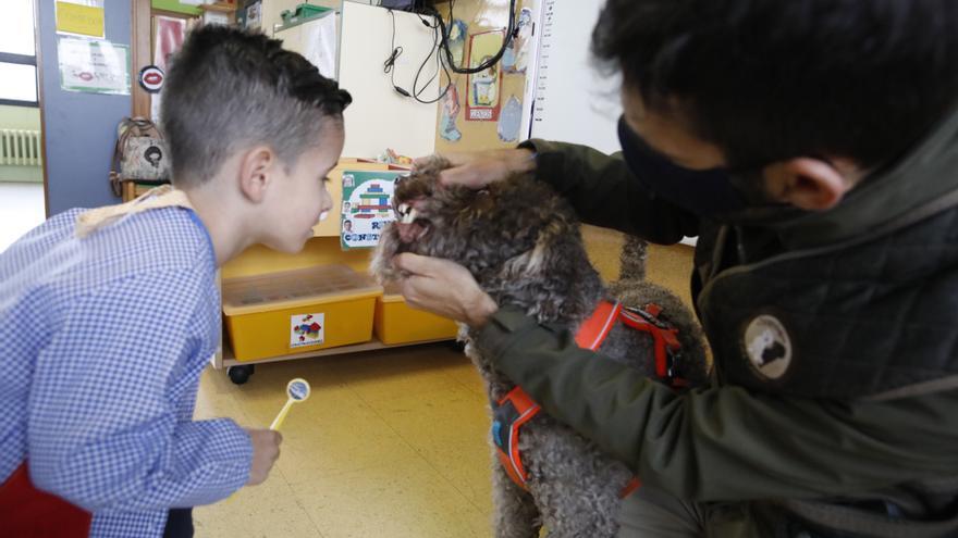 Los niños de Los Pericones aprenden en clase a lavarse los dientes con perros