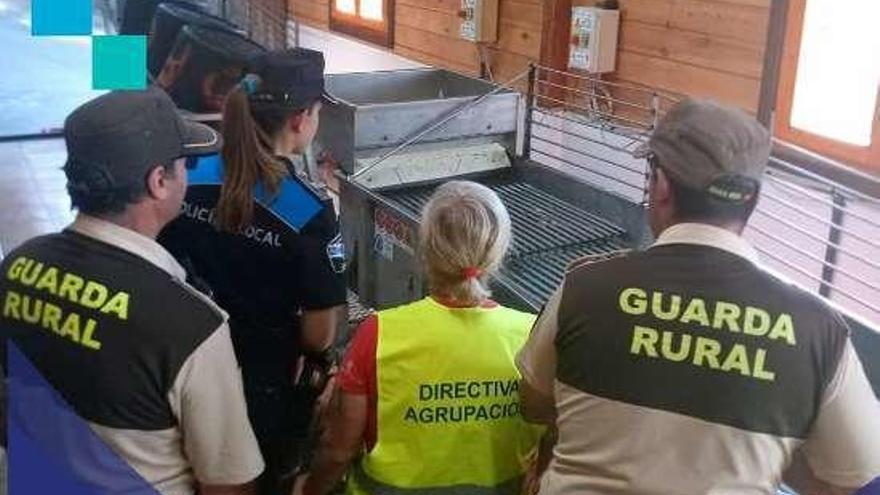 Los agentes pesan las almejas decomisadas. // Policía Local de Poio