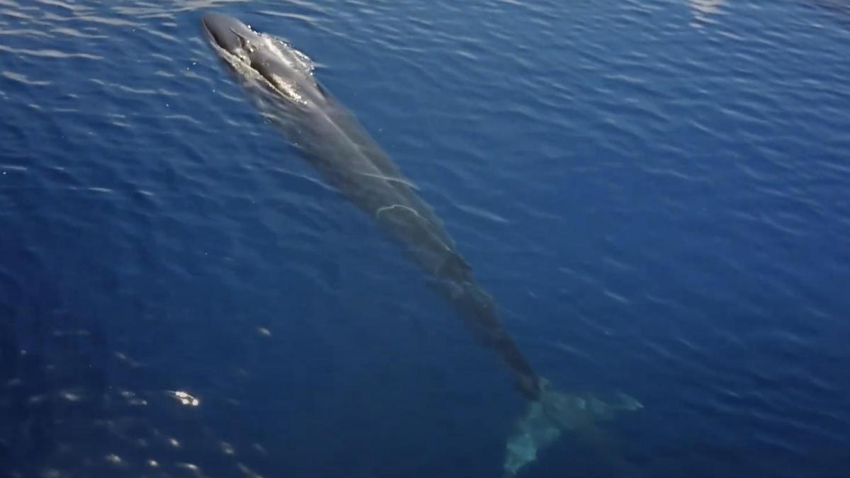 Una ballena en el Garraf, tras soltar lastre.