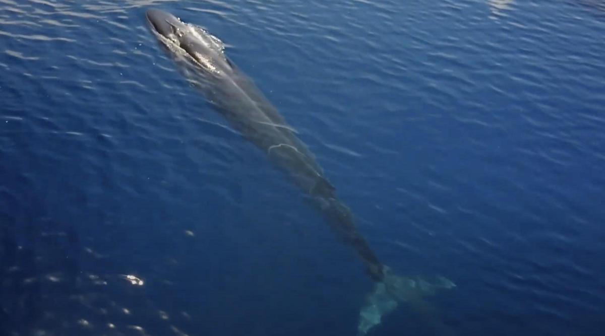 Una ballena en el Garraf, tras soltar lastre. Una ballena en el Garraf, tras soltar lastre.