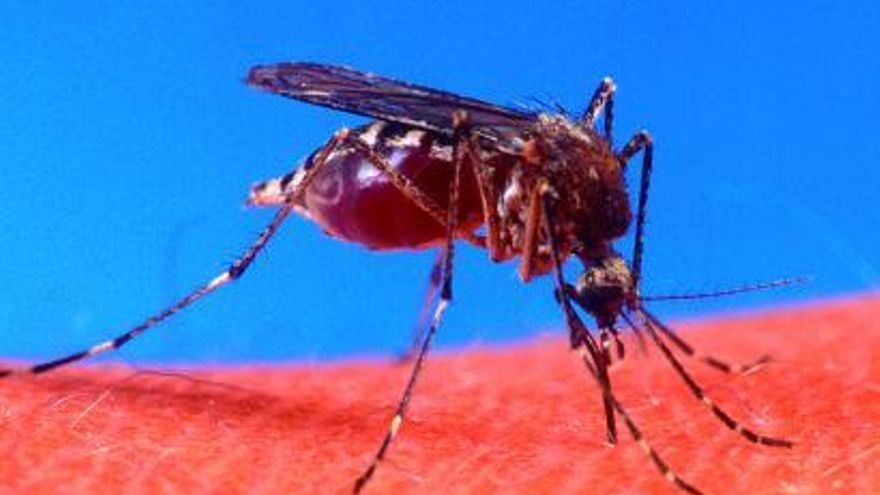 Ejemplar de ‘Aedes aegypti’.