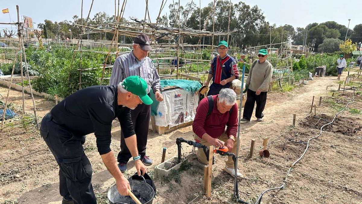 Jornada de siembra en un huerto de urbano de El Campello de cara al concurso de calabazas