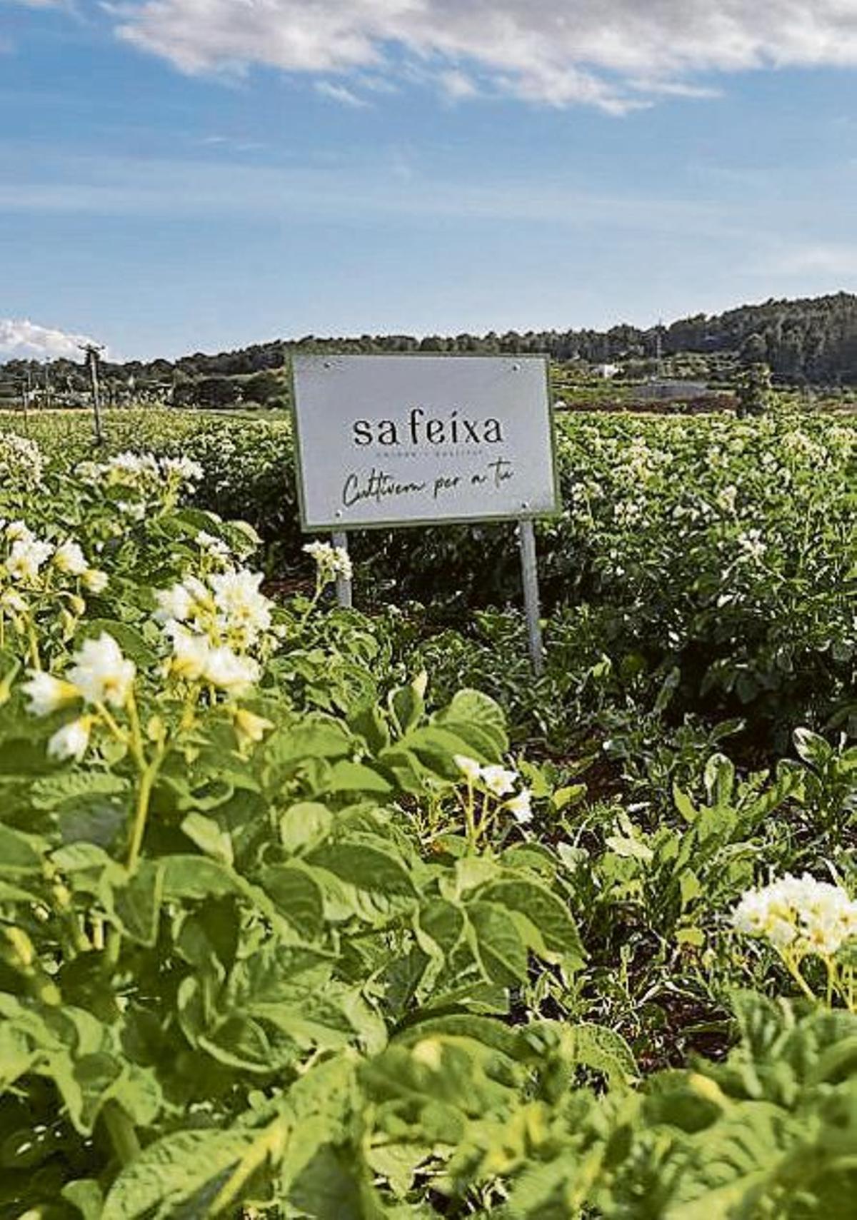 Sa Feixa potatoes.