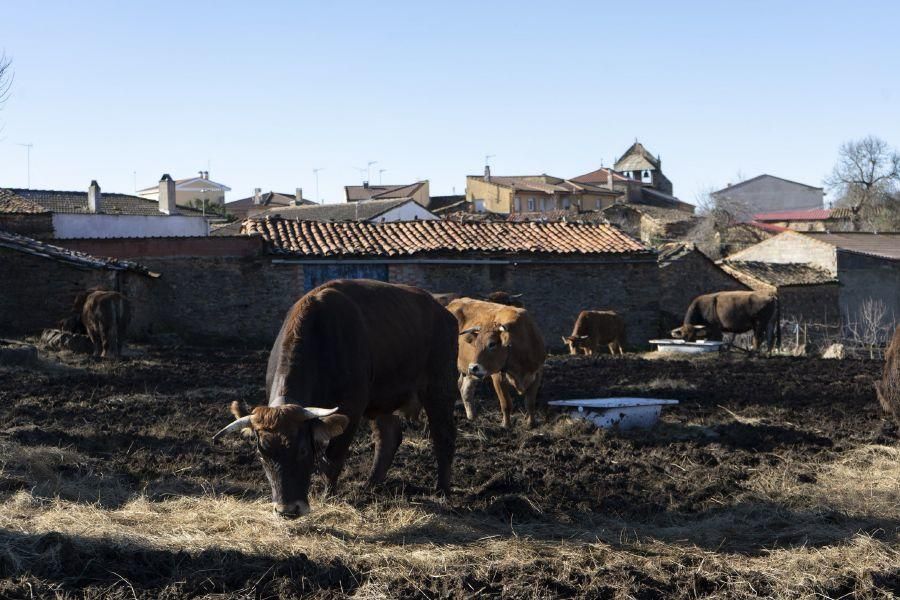 Zamora desAparece 16 | Tola