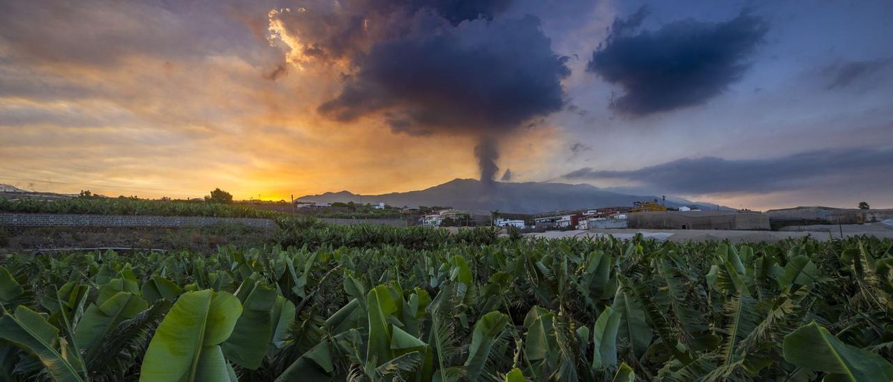 Desde una finca de plataneras, el sol sale por detrás de el volcán, sobre el que se alta una nube de cenizas. | | NACHO GONZÁLEZ ORAMAS