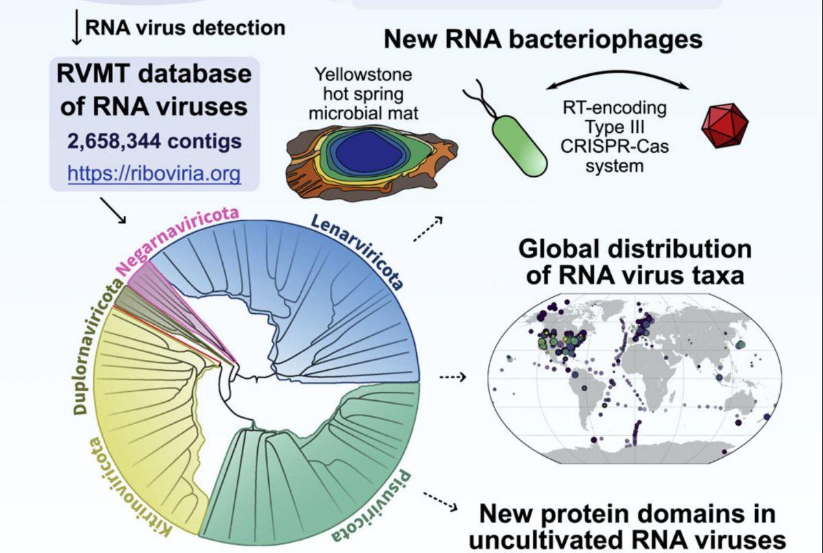 Distribución global de la expansión de los virus de ARN.