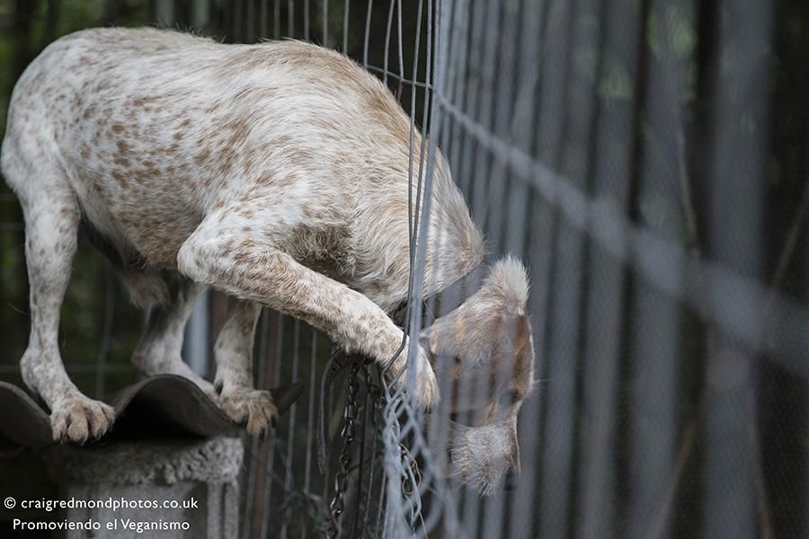 La asociación Promoviendo el Veganismo denuncia casos de maltrato a perros de caza en el Pirineo