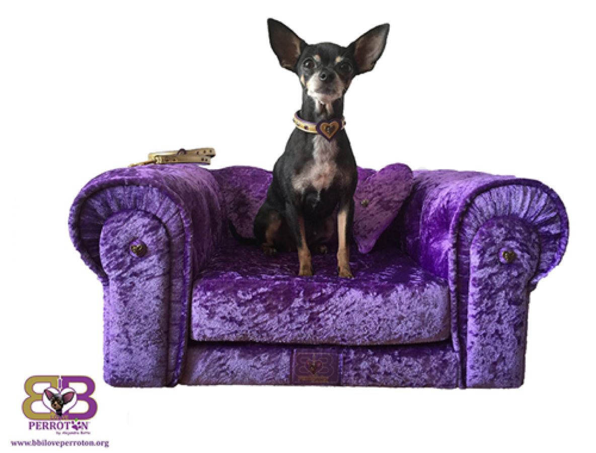 Chester morado Perrtón tamaño grande 200 e