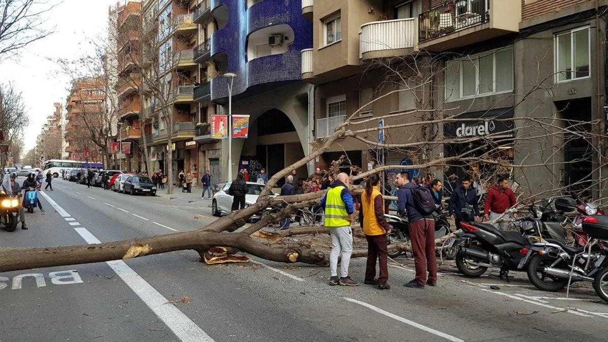 El árbol que ha caído en la calle Sant Antoni Maria Claret