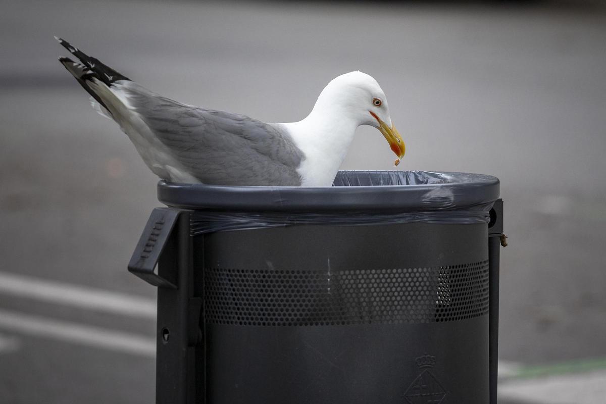 Una gaviota buscando comida en una papelera en Barcelona.