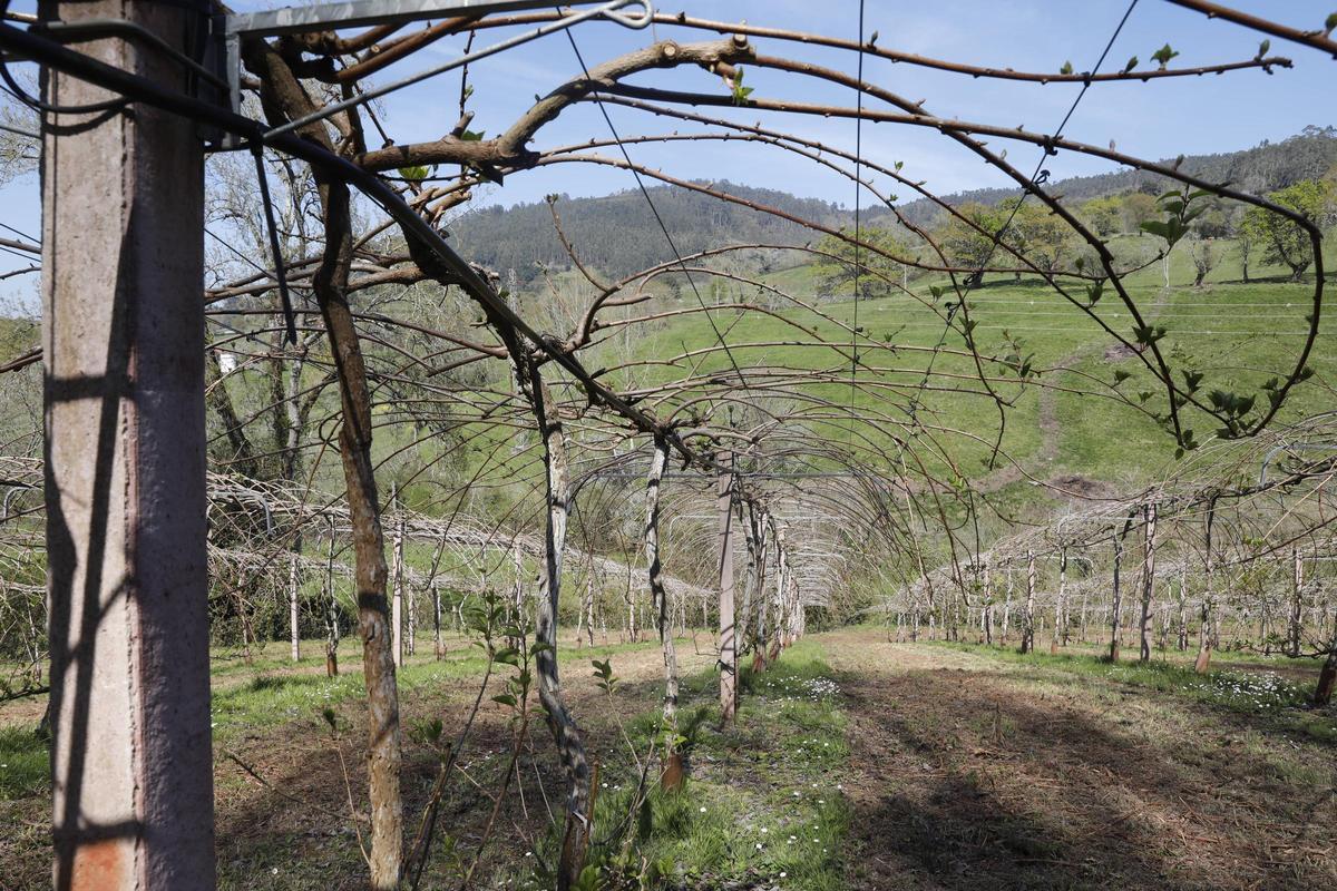 La finca de Arándanos El Cierrón