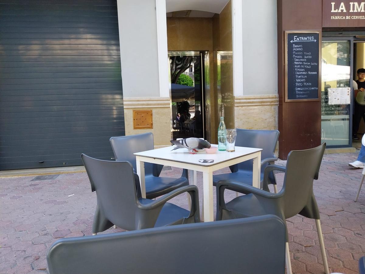 Una paloma se come los frutos secos de un aperitivo tras levantarse los clientes de una terraza de la plaza Mayor.