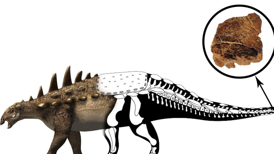 Fósiles de un dinosaurio esquivo, que pertenecen a un polacántido.