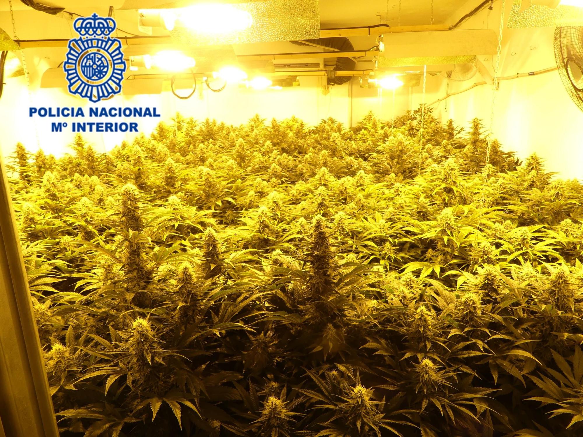 Vista de una de las plantaciones descubiertas por la Policía en Alcantarilla.