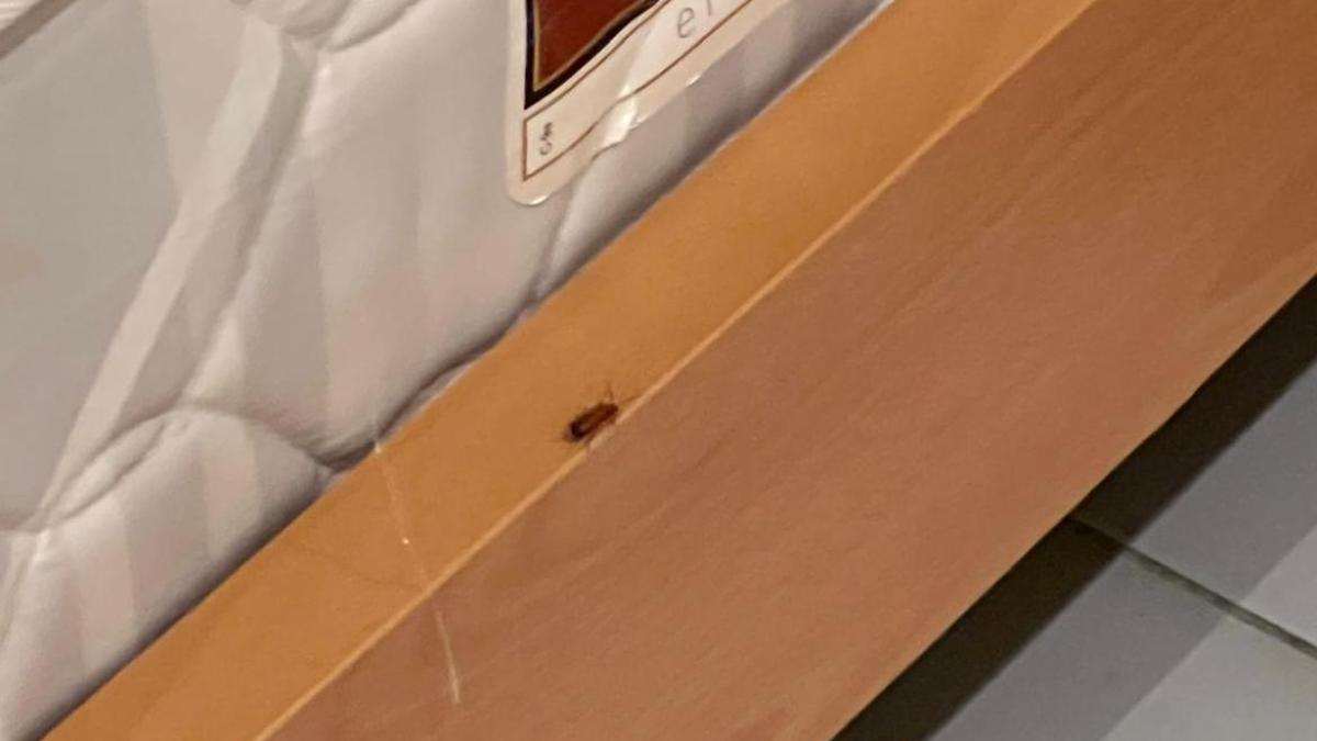 Una cucaracha fotografiada en la madrugada de este domingo en el dormitorio de los médicos de Urgencias del Royo Villanova.