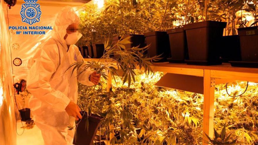 Dos detenidos por cultivar 360 plantas de marihuana en un polígono de Zaragoza