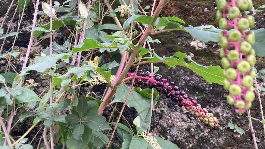 Plantas tóxicas, un peligro desconocido