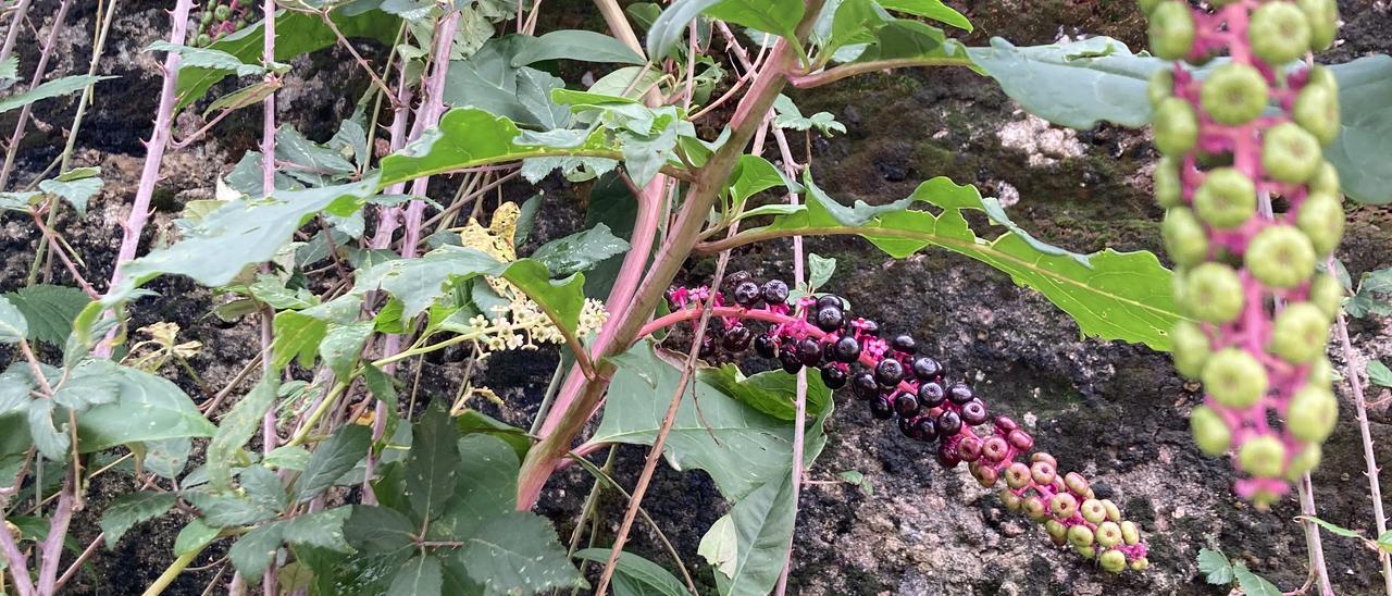 Phitolacca americana, a pie de la Senda del Agua en Chapela.