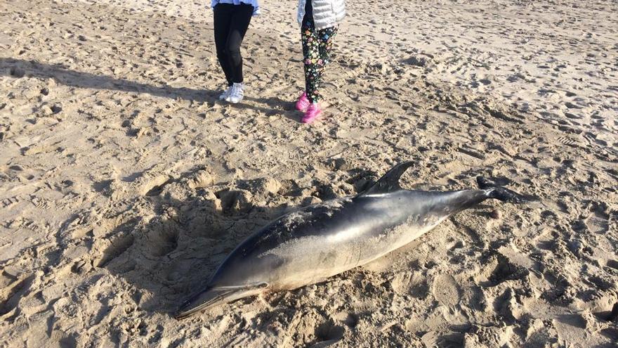 El delfín localizado muerto en Salinas.