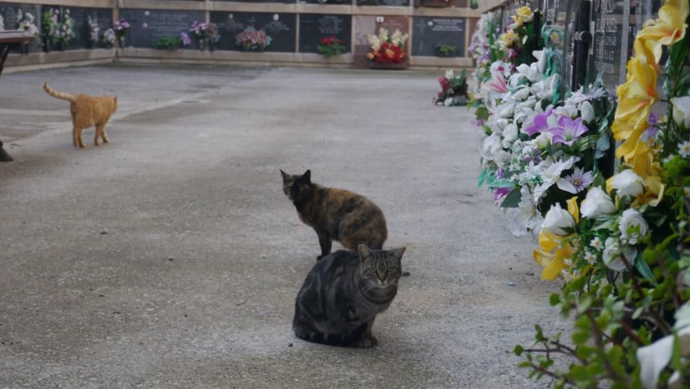 Los gatos del Cementerio General