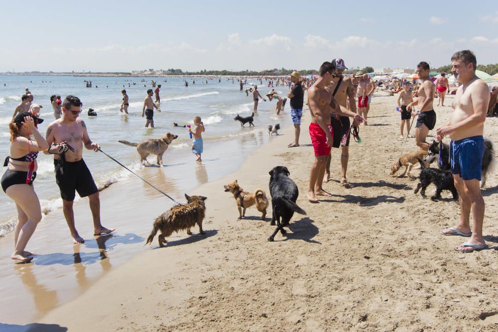 La playa para perros de Pinedo, a reventar