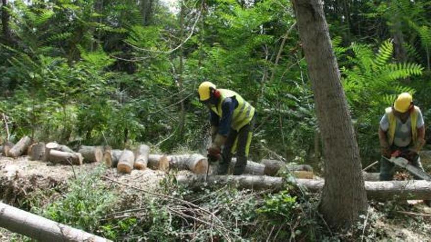 Imagen de los operarios de la Confederación trabajando en el río Vinalopó a su paso por el término municipal de Banyeres.