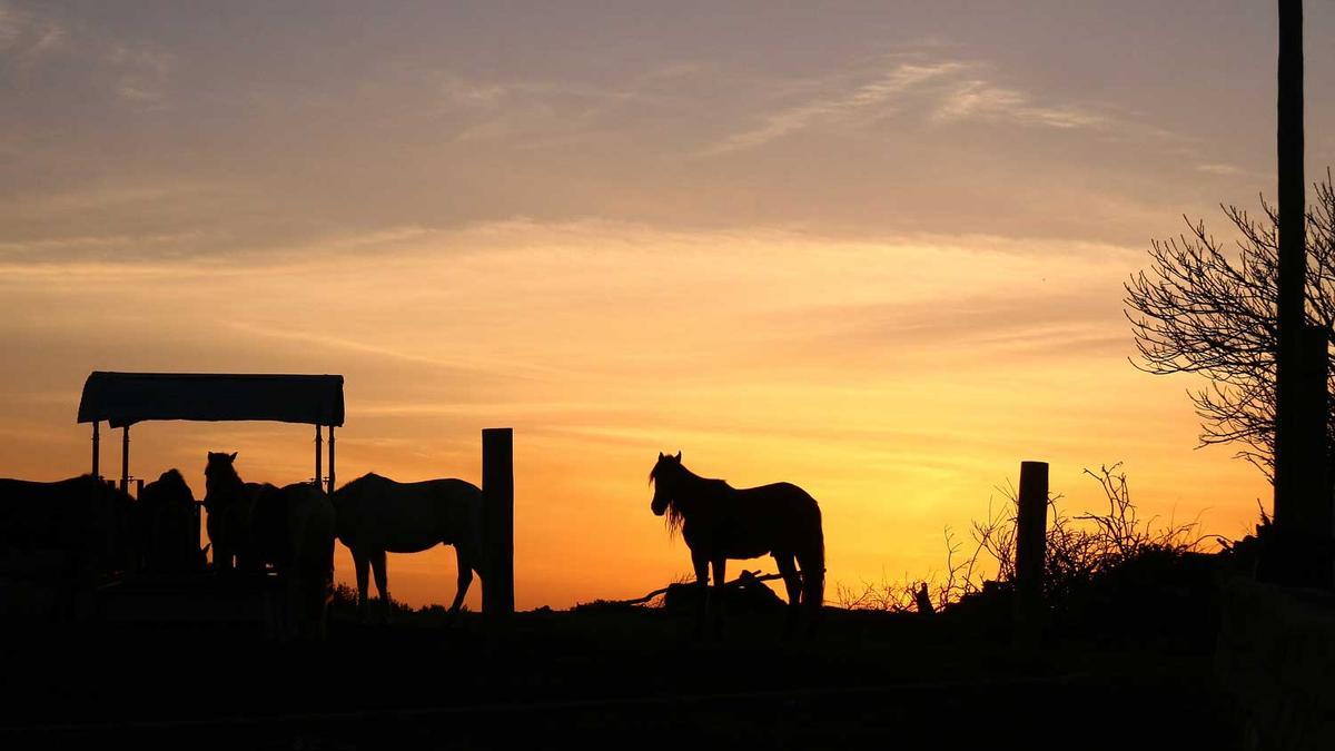 caballo