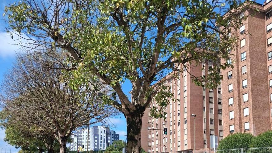 Avilés defiende la retirada de árboles en la avenida de San Agustín por su mal estado: "Se plantarán diez nuevos"