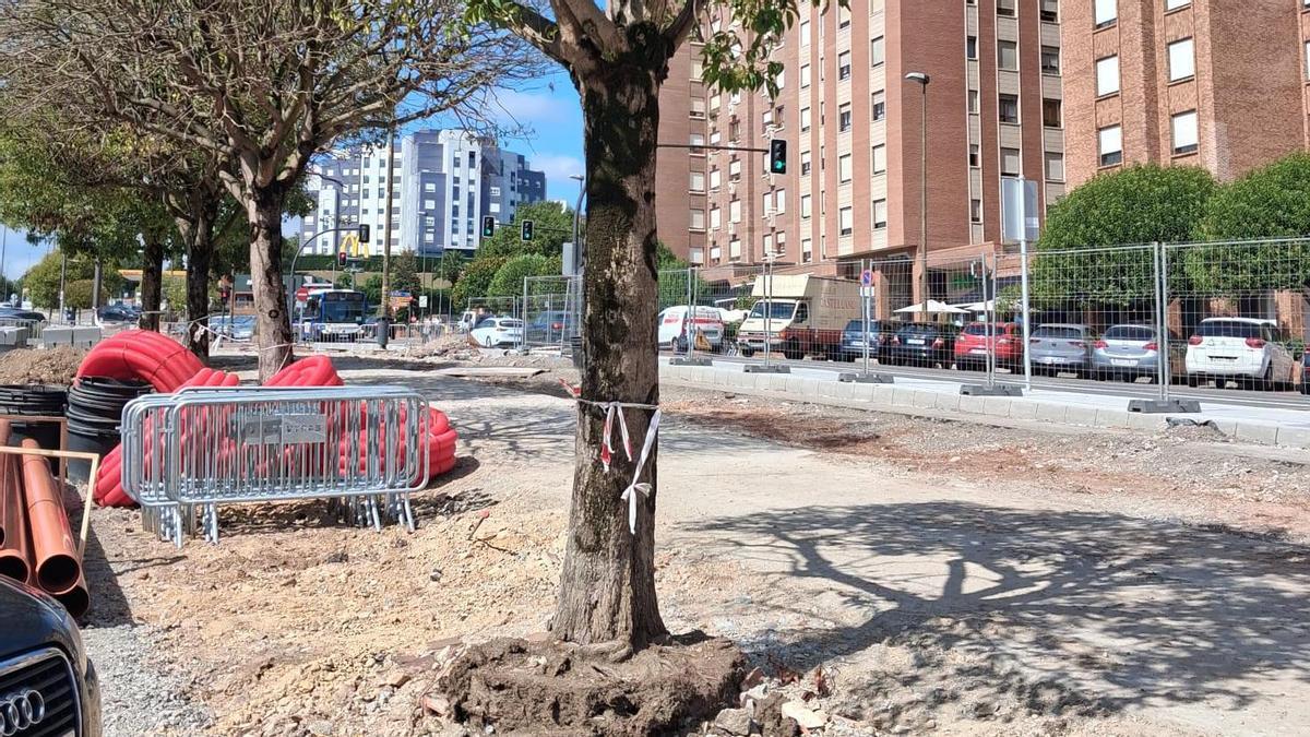 Árboles en mal estado en la avenida de San Agustín.