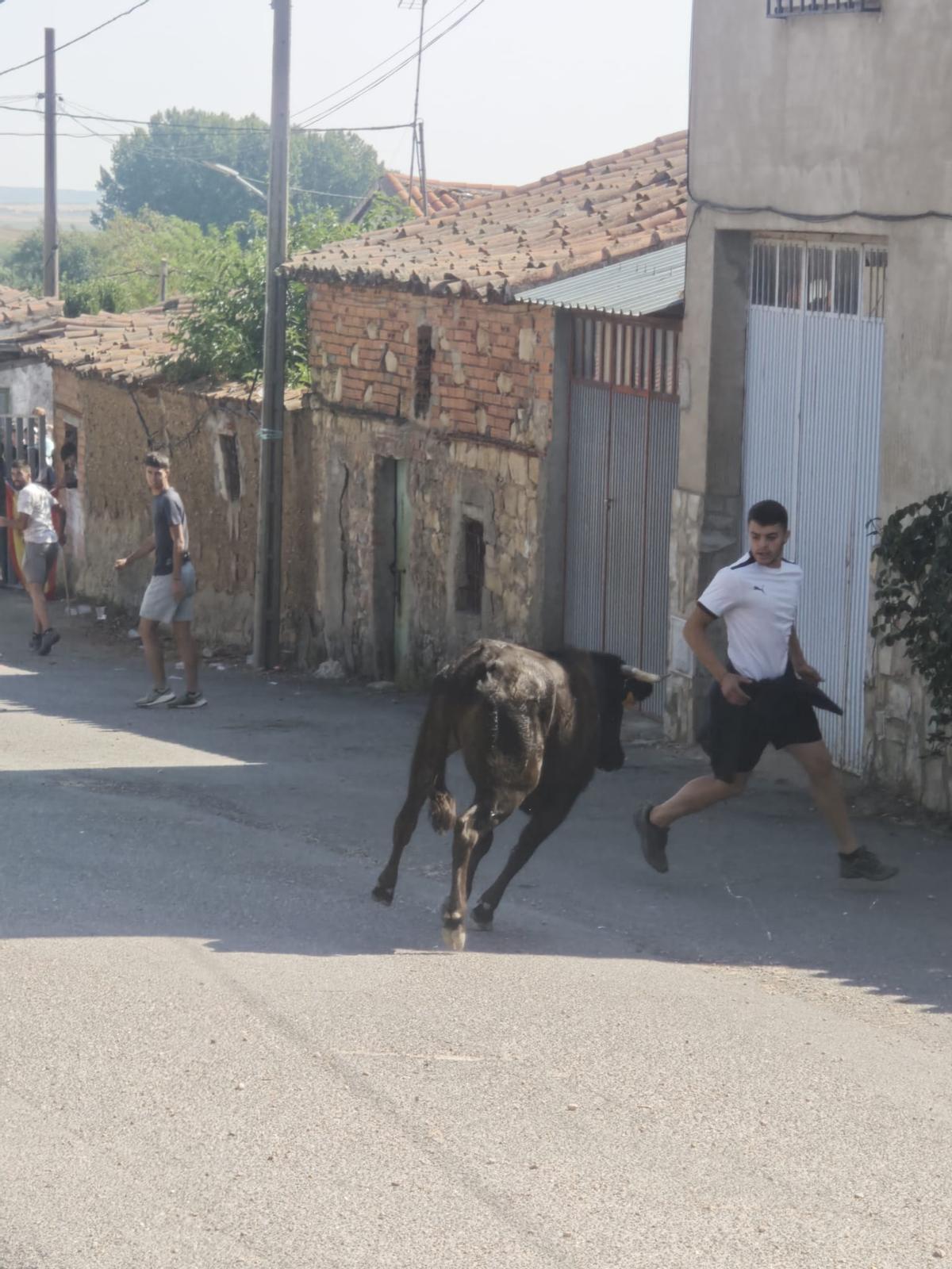 Unos toros "reservones" y unas vacas "muy bravas" ponen el broche a las fiestas de El Maderal Unos toros "reservones" y unas vacas "muy bravas" ponen el broche a las fiestas de El Maderal