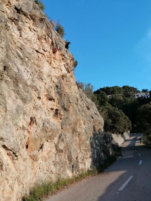 Alarma en Galilea por una cabra encaramada al borde de la carretera