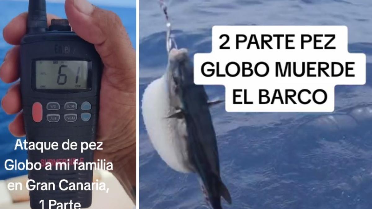 Un pez globo ataca a una madre y su hijo en Gran Canaria