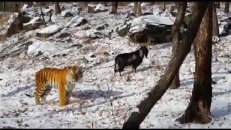 Una cabra &#039;le planta cara&#039; a un tigre en un zoo ruso