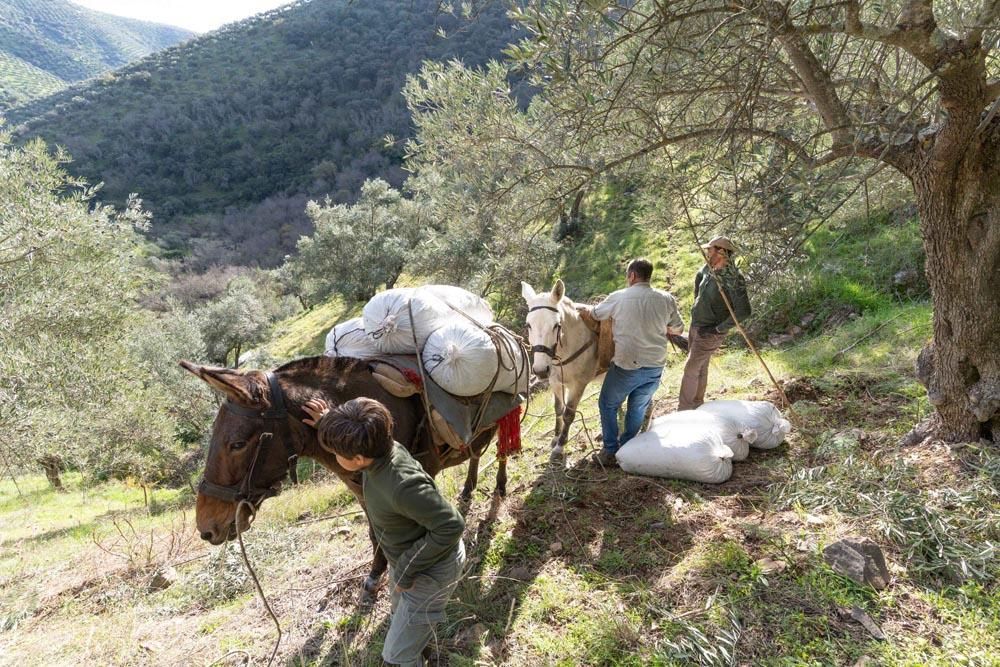 Olivar de Sierra en Los Pedroches