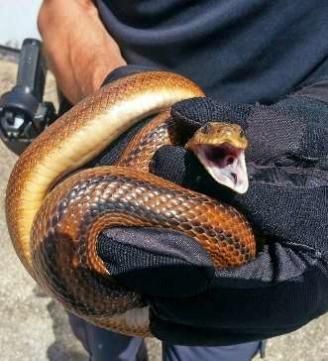 Los animales rescatados por la Policía Local en el último año